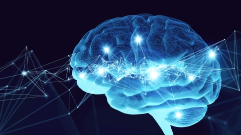 Cognitive Neuroscience Brain