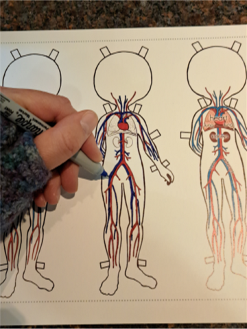 Coloring a human body.