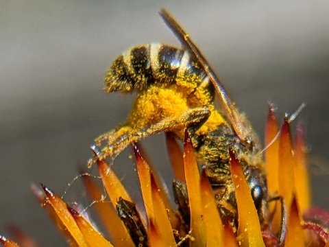 Bee collecting pollen.