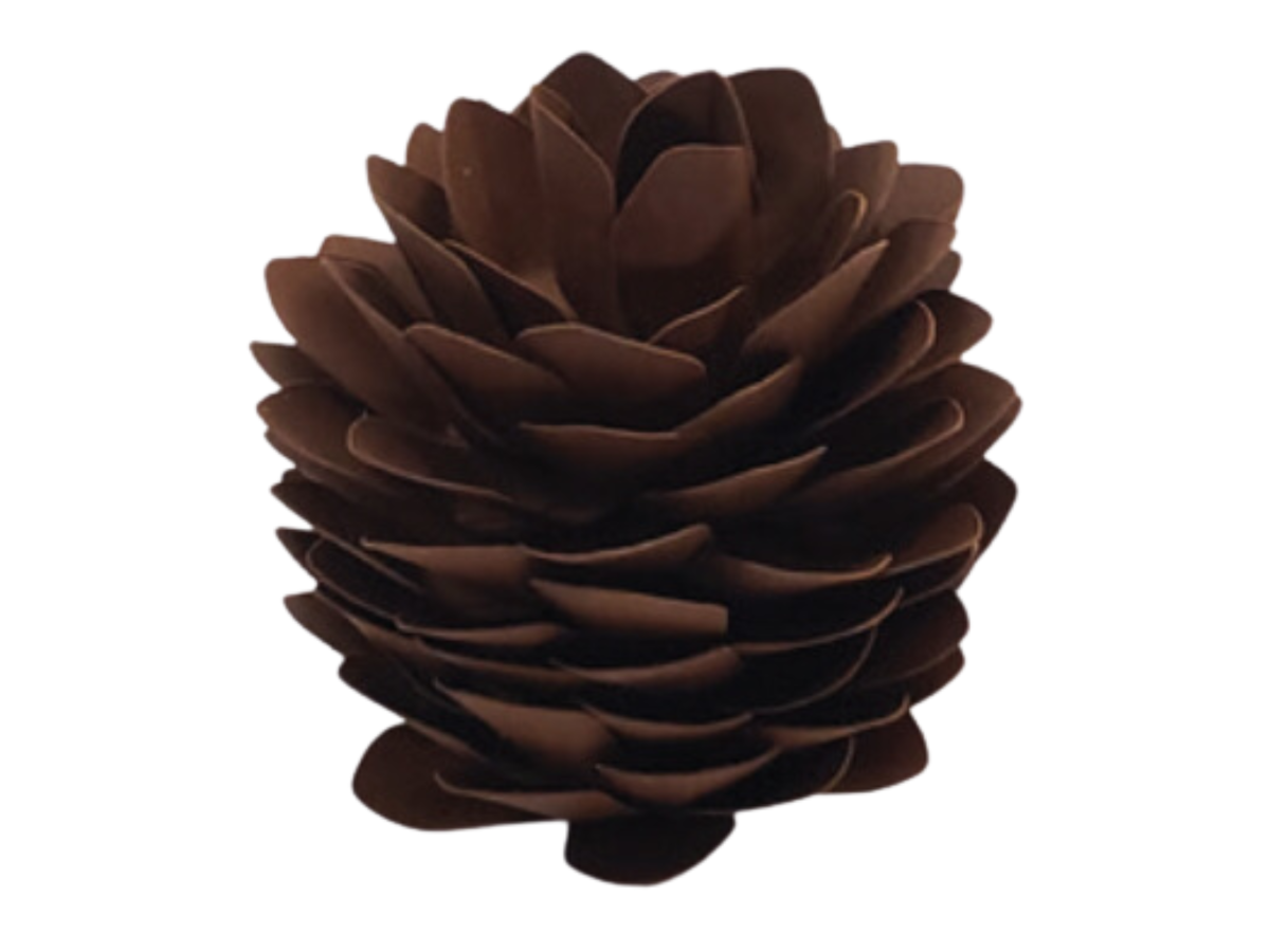 Pinecone